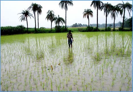 Guti Urea: Mechanization Relieves Work Hardship and Improves Productivity