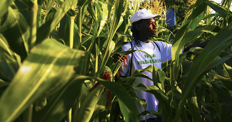 Gertha Dorisca, from the Cul-de-Sac plain in Haiti, checks a plot of corn for any indication of pests.