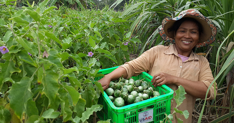 Vieng Noeun, a commercial horticulture farmer, harvests eggplant from her field in Pursat Province, Cambodia.