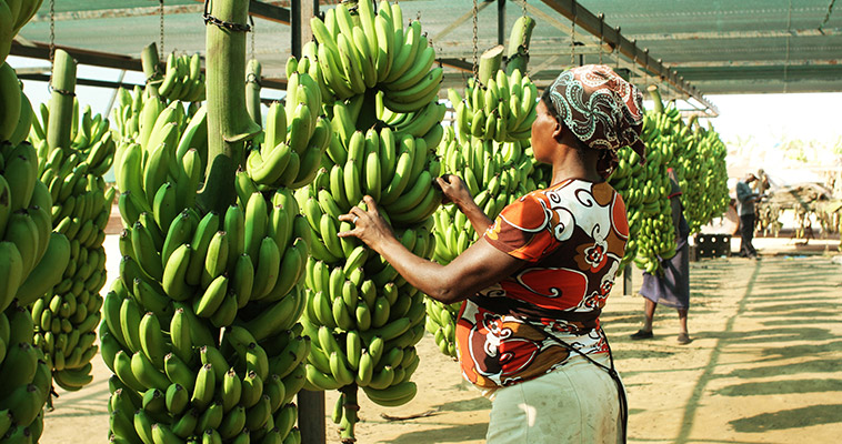 This woman checks the status of the bunches of bananas after they are transported to the production facility.