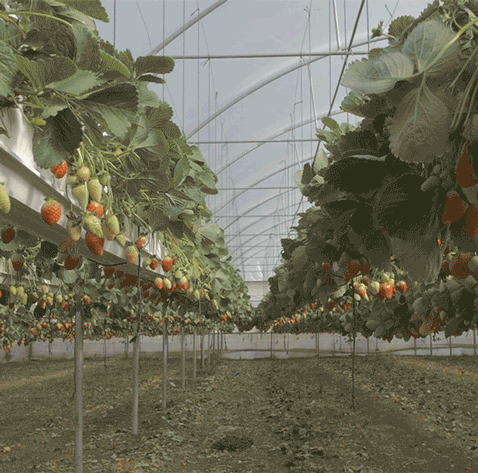 GIF of strawberries in a greenhouse