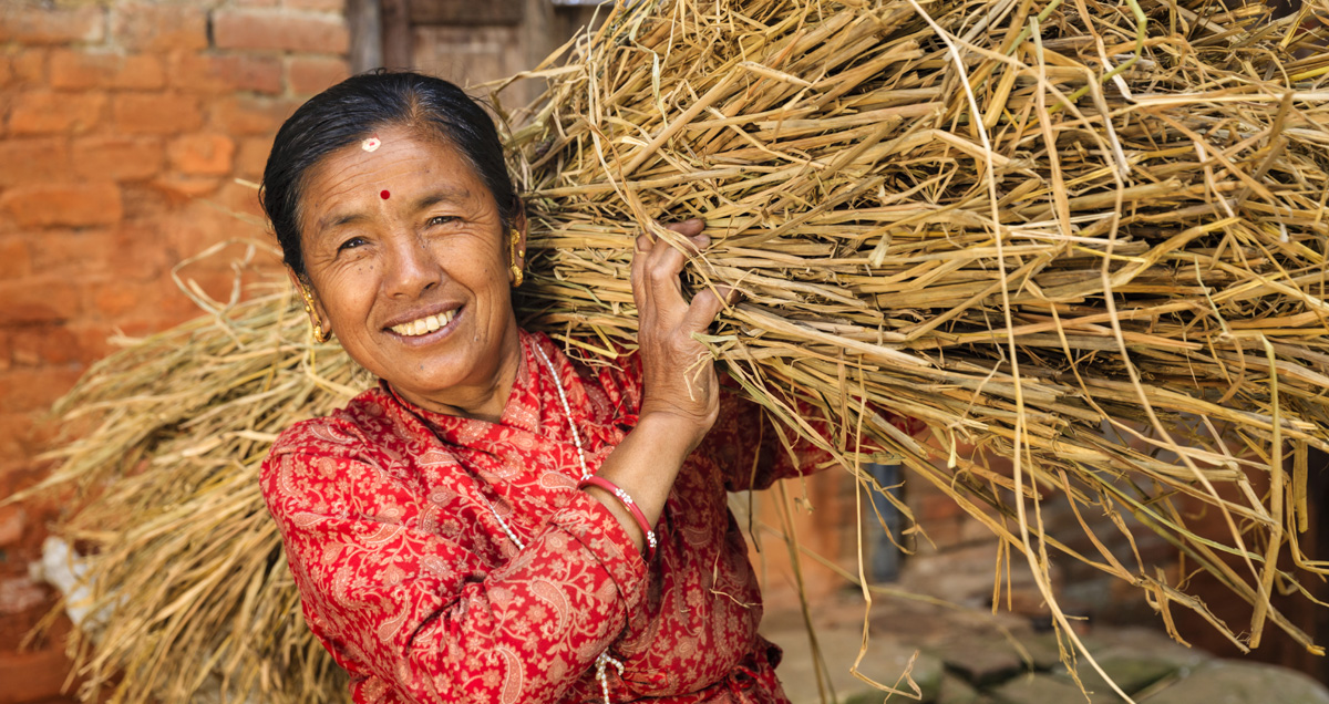 A woman carries a harvested crop