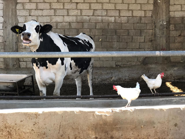 A cow and some chickens.