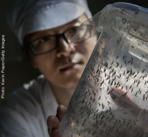 A man works with a mosquito samples