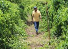 A farmer in San Rafael walks through a farm of trellised yams.