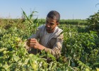 A farmer inspects his tomato crop in Esna, a small town in southern Egypt outside Luxor.