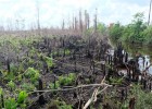 Fire destruction on peatlands