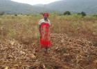 After harvesting her maize field outside Liwonde Forest Reserve, Edna Ndalama adheres to conservation agriculture practice and keeps the maize stalks in the field instead of the traditional practice of burning them.