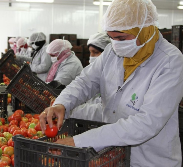 Packaging export-quality tomatoes at Esna packhouse
