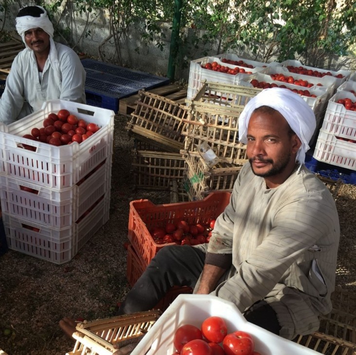 Man sorting tomatoes in Esna, Egypt