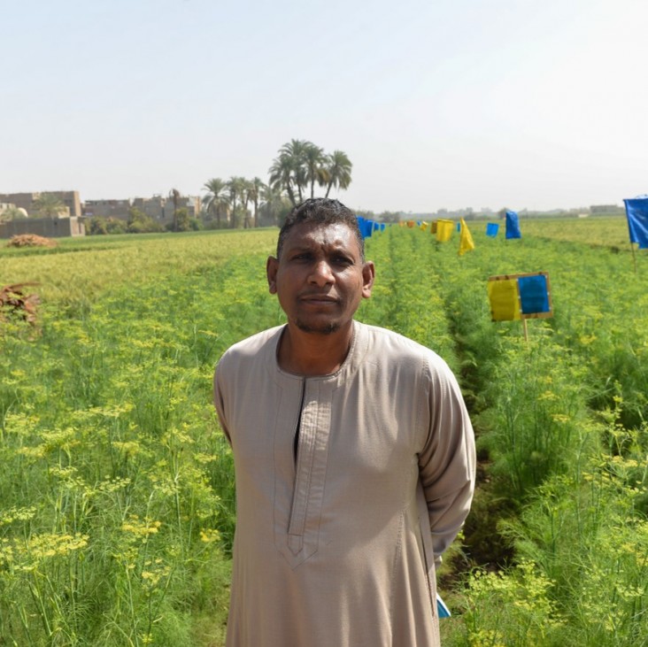 Farmer stands in his export-quality field in Luxor, Egypt