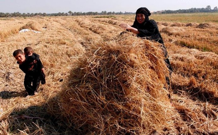 An Iraqi woman harvesting amber rice in southern Iraq