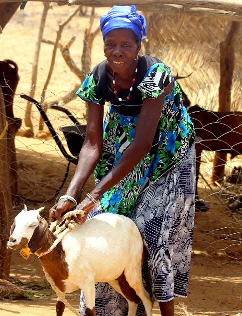 A Burkinabe woman shows off one of her goats in Burkina Faso