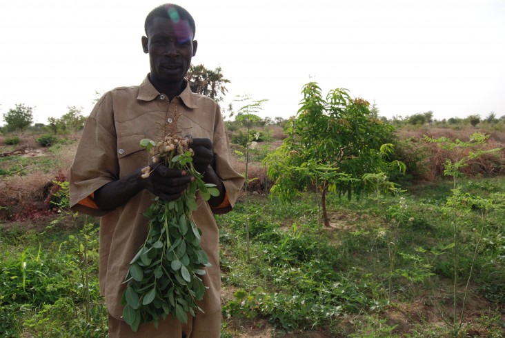 A Burkinabe man shows off his peanut crop
