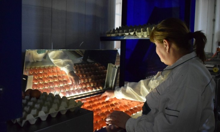 Inspecting BiH eggs for export