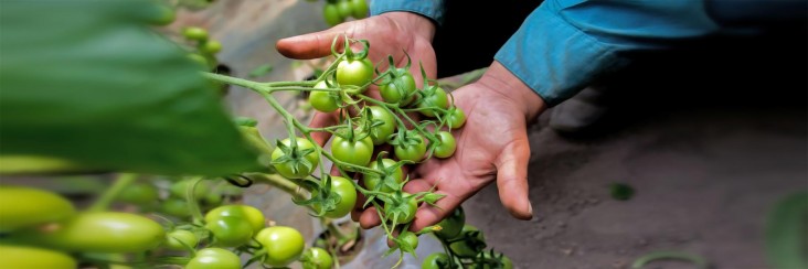 A farmer's hands display small green tomatoes growing on the vine.