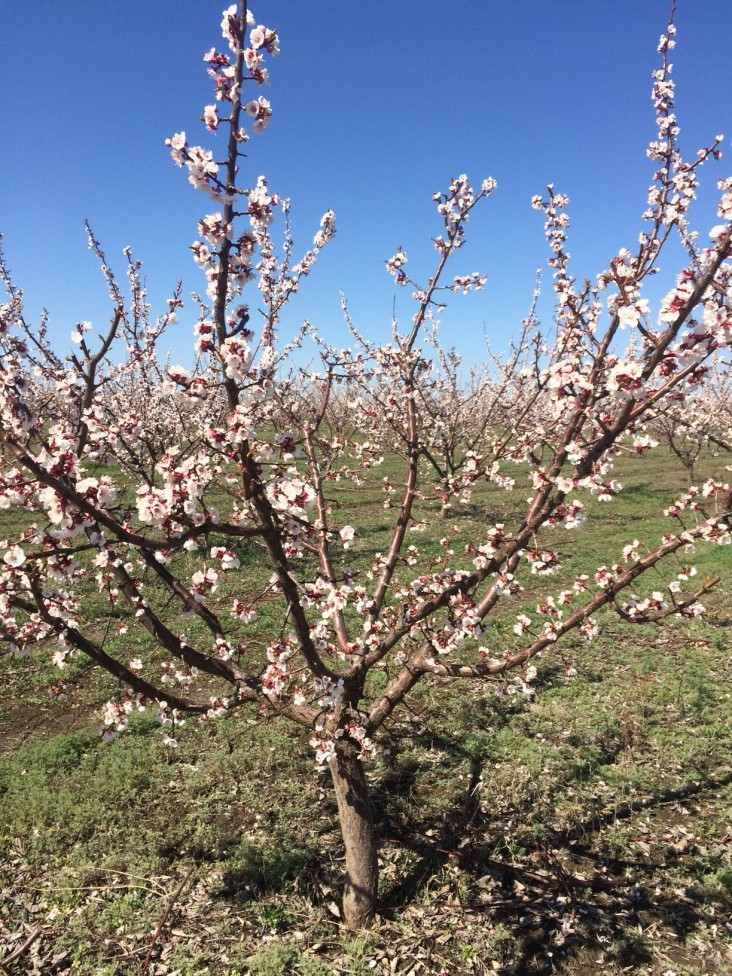 Blooming Cherry Tree