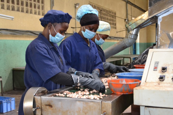 Three women in a cashew factory sorting cashew kernels