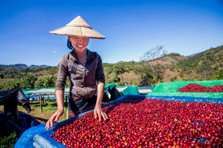 Drying coffee cherries in Shan State