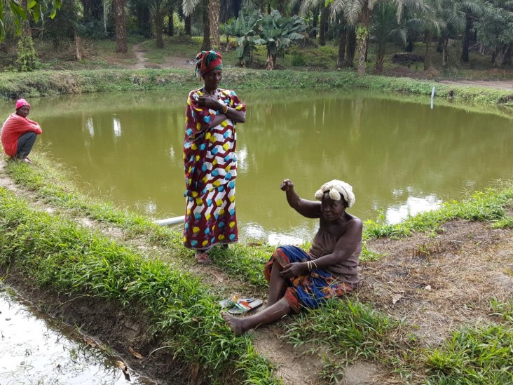 Small-pond fish farming empowers communities in rural Sierra Leone, Sierra  Leone