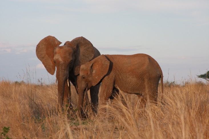 Elephants grazing in Ruaha National Park