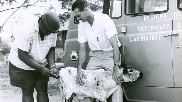 photo from 1964 showing a veterinarian giving a shot to a calf