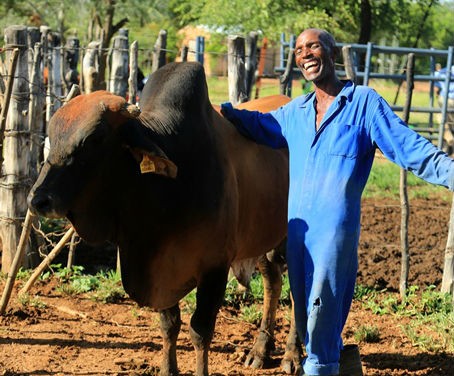 Sydney Msimanga proudly shows off one of his bulls. Through a USAID-supported project, Sydney receives training and technical as