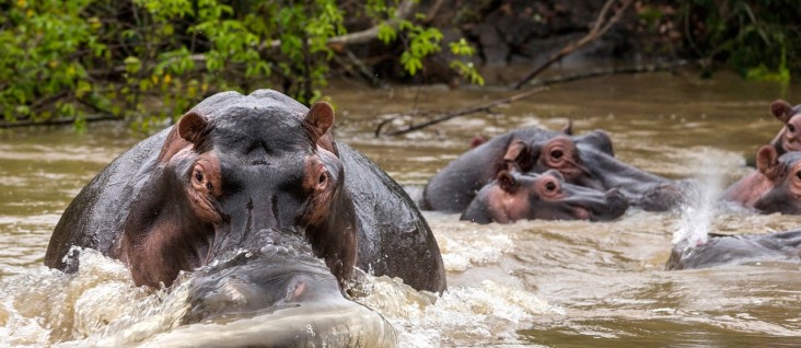 Hippos in Virunga by Brent Stirton