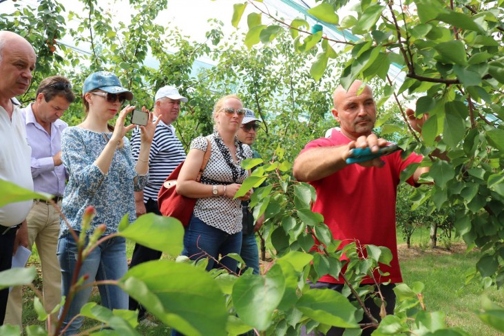 USAID Moldova Apricot Trimming 