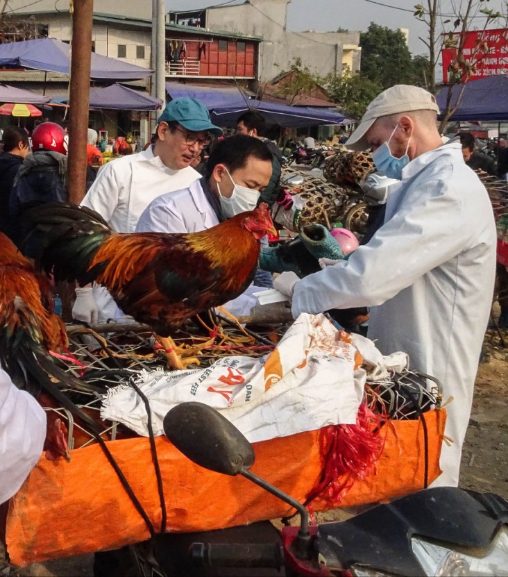 USAID staff and FAO partners conduct poultry sampling and diagnostic testing in Vietnam.