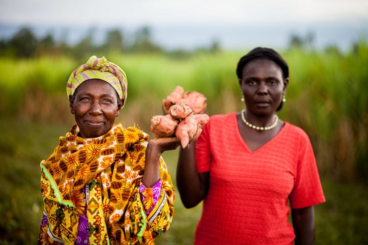 Farmers in Kenya display their sweet potato crop.