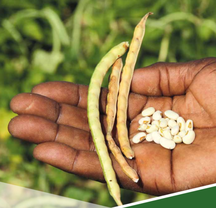 Agriculture and Food Security: Generic Seeds in Hand