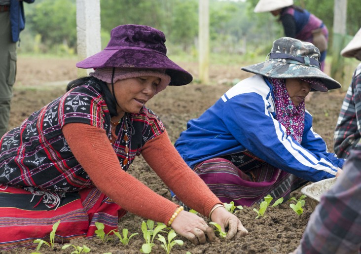 Nông dân trồng rau tại Thừa Thiên - Huế được hưởng lợi từ dự án Trường Sơn Xanh của USAID.