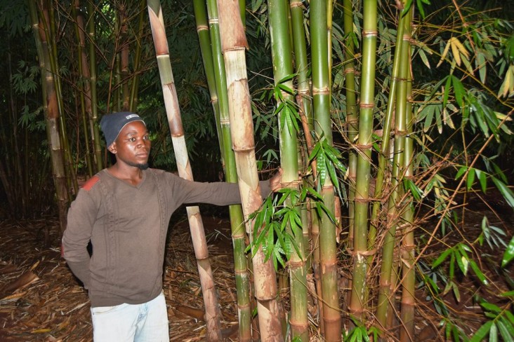 USAID Malawi Bamboo Fuel Energy Forests