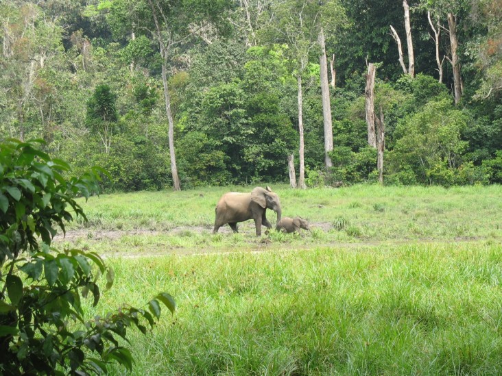 An elephant forages in a forest clearing