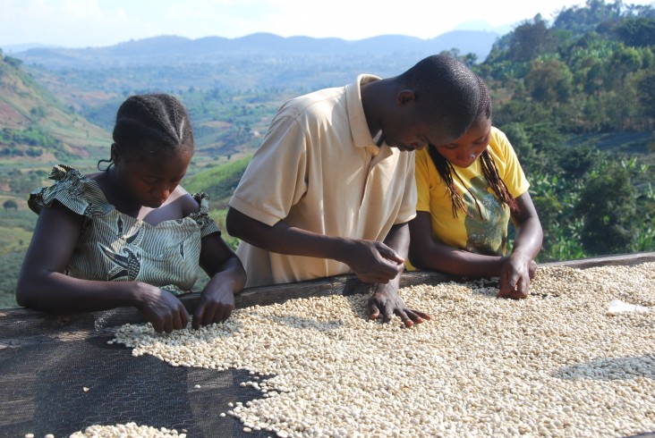 After drying in the sun, coffee is given a final sorting to remove defects.