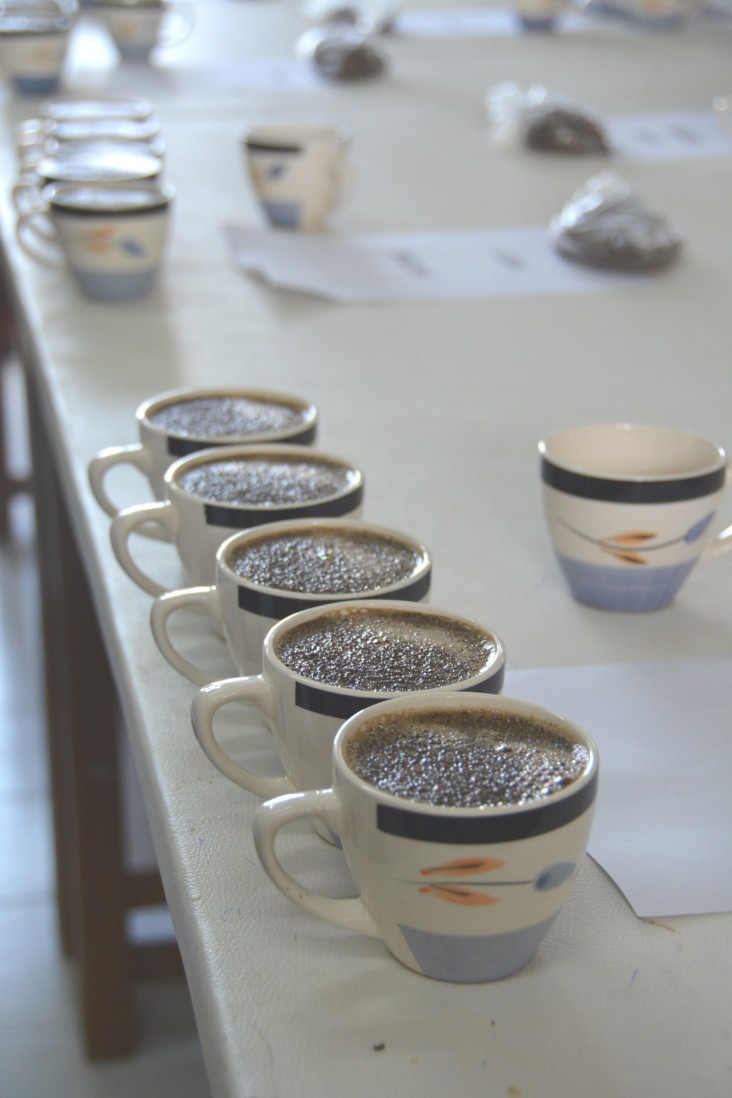 Coffee ready to be cupped to determine its taste profile and quality score