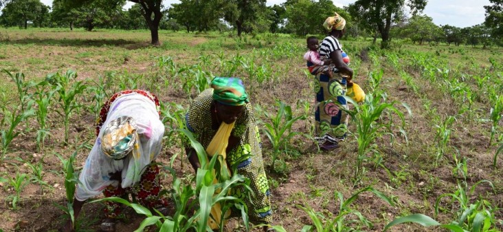 USAID works with smallholder farmers in Ghana to increase their yields and adapt to a changing climate.