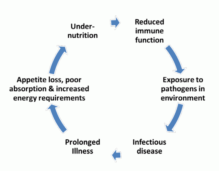 Cycle of undernutrition to reduced immune function to infectious diseases to illness to appetite loss to more undernutriiton.