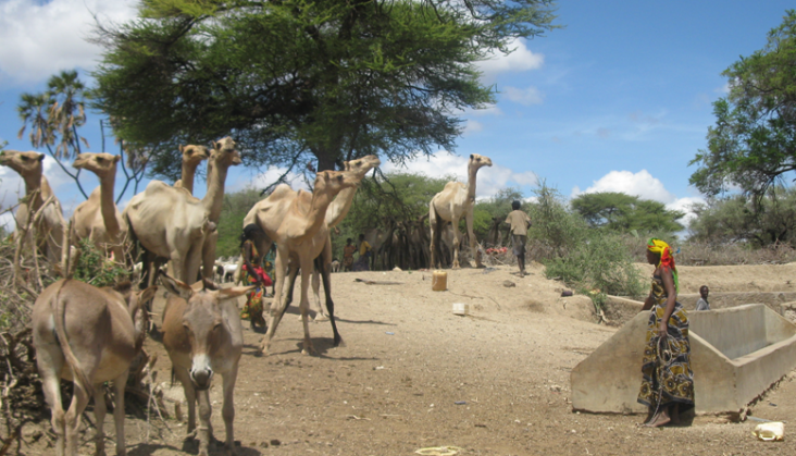 An ethnic Somali woman leads her camels to water at a well rehabilitated with USAID/OFDA support in Isiolo County, Kenya.