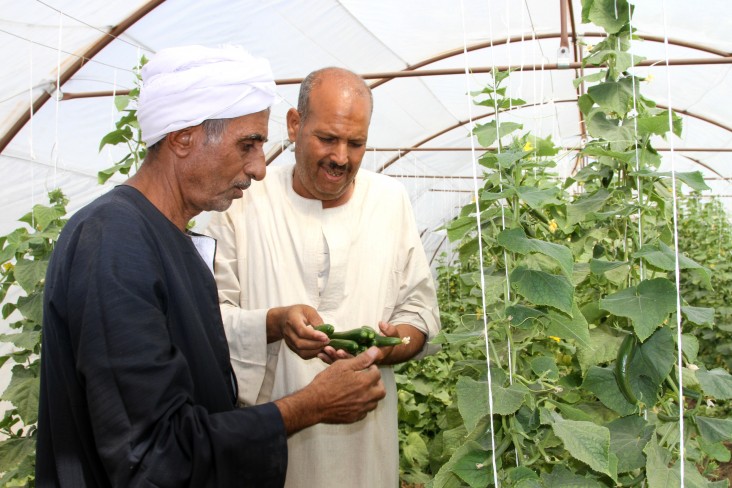 Saad Hamed, left, provides guidance to a member of the farm association he leads in Esna, a small town in southern Egypt.