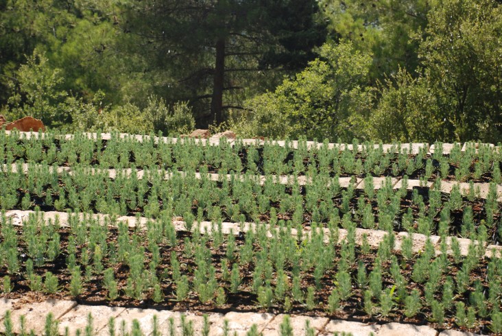 Biodiversity in Lebanon