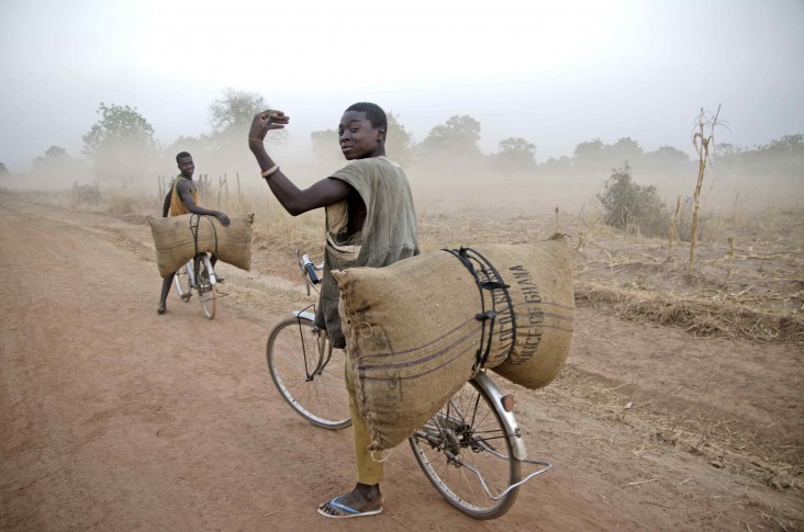 Young men on bicycles carry crops on a dirt road.