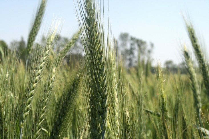 Wheat produced with the early sowing method