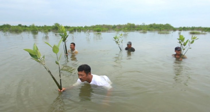 Rusli and his fellow fishermen plant mangrove saplings in North Sumatra.