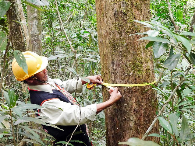 Lowering Emissions in Asia’s Forests