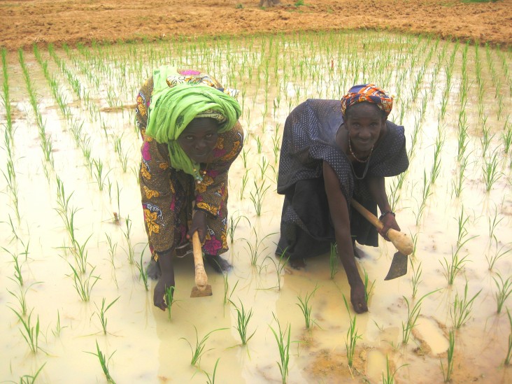 Malian women planting rice using new irrigation techniques.