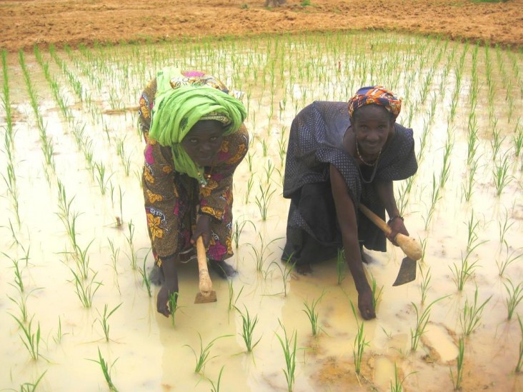Mali – Agriculture et sécurité alimentaire