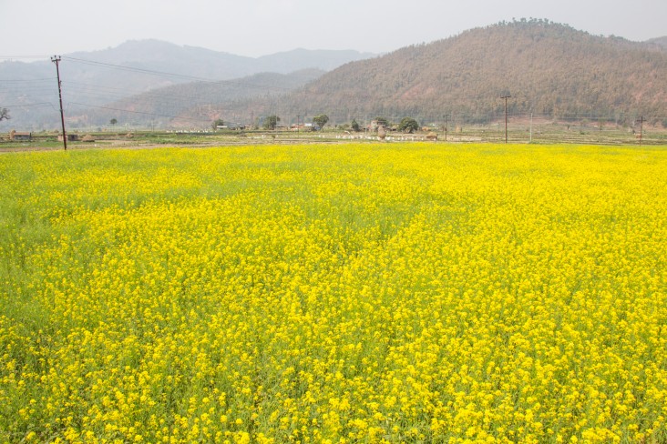 Mustard greens ready for harvest in Dhikure, Nuwakot