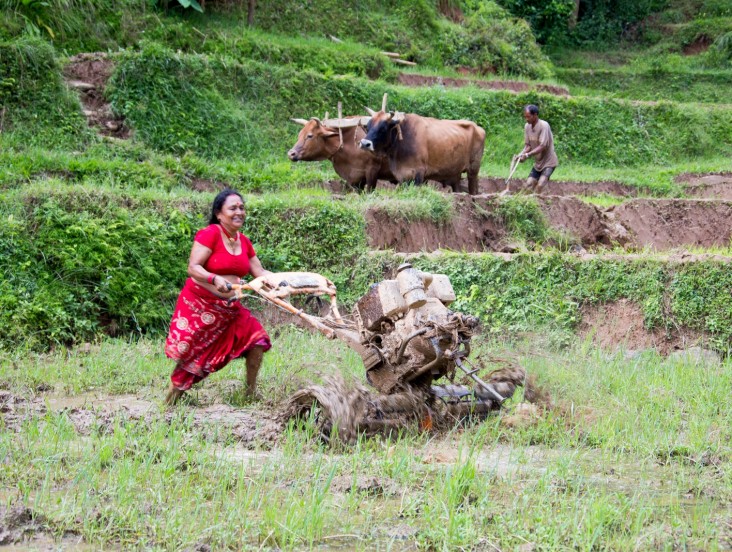 Mitra Shrestha maneuvers the lightweight tiller in her paddy field.